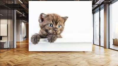 Cat baby tabby Kitten Cute Beautifu on white background Wall mural