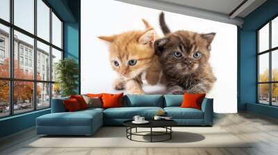 Cat baby tabby Kitten Cute Beautifu on white background Wall mural