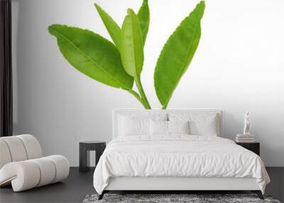 Fresh green leafs of young plant isolated on white. Wall mural