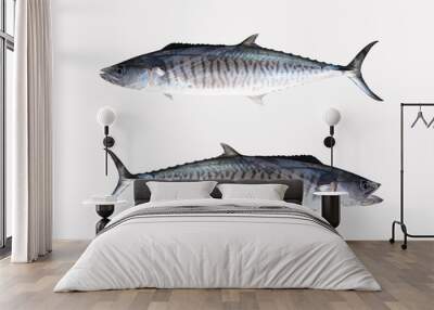 Fresh Pacific king mackerels or Scomberomorus fish isolated on white. Wall mural