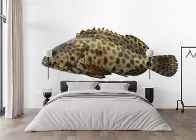 grouper fish isolated on white background. Wall mural