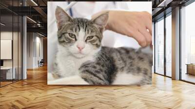 Female veterinarian conducts ultrasound medical examination of cat, cat looks at camera. Wall mural