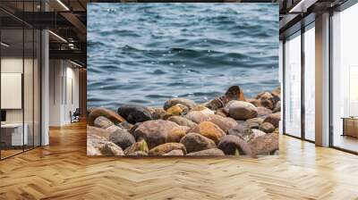 Lakeside stones Wall mural