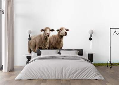 2 sheep isolated against white sky with a patch of grass Wall mural