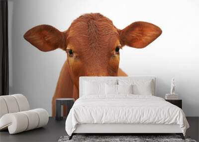 A young brown calf, cow, looking at the camera, with clean white sky, isolated Wall mural