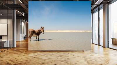 Donkey, South Africa, desert, standing in water Wall mural