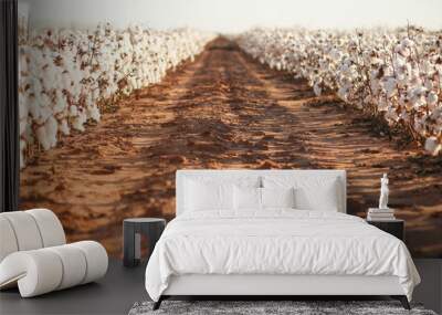 Beautiful Cotton field in West Texas Wall mural