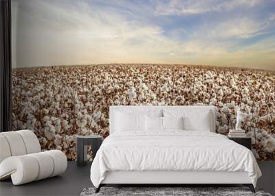 Beautiful Cotton field in West Texas Wall mural