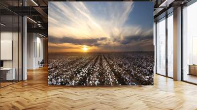 Beautiful Cotton Field with sunset Wall mural