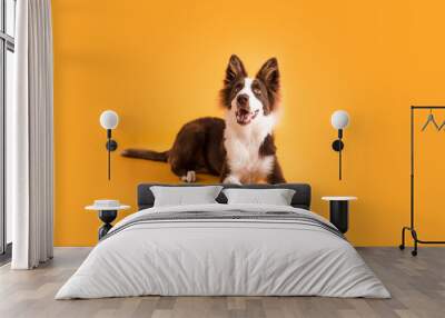 Border Collie Dog on Isolated Yellow Colored Background Wall mural