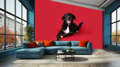 Happy Black Dog on Isolated Red Background Wall mural