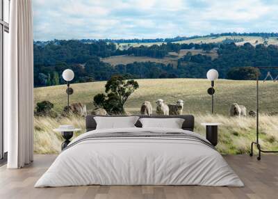 Australian country landscape showing sheep grazing in a grassy field and distant hills. Rural scene. No people. Wall mural