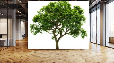 lush green tree isolated png transparent background Wall mural