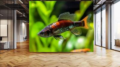 In the aquarium with plants and stones. The spinytail has a variety of color varieties including red, orange, yellow, blue and green.  Wall mural