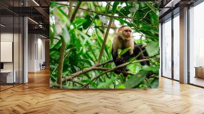 Cahuita National Park, Costa Rica Wall mural