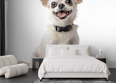 chihuahua puppy isolated on white, PNG Wall mural