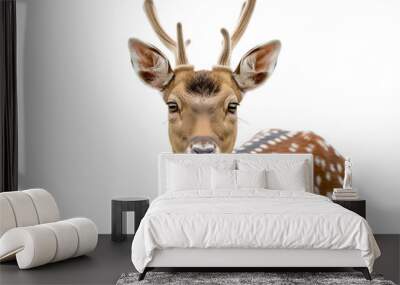 deer isolated on white background Wall mural