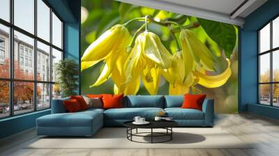 Ylang-ylang's fragrant blooms add beauty to gardens or as decoration when placed in front of homes. Wall mural