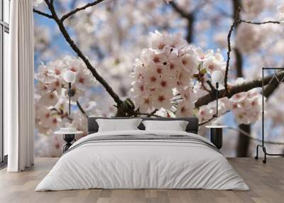 Beautiful and cute pink cherry blossom (sakura) against blue sky, wallpaper background, soft focus Wall mural