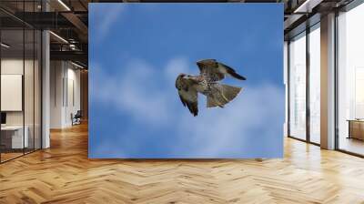 Red tailed hawk with wings on the up beat Wall mural