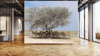 Namibie gazelles Wall mural