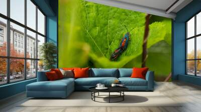 Two Squash Vine Borer Moths on Squash Plant Leaf: Garden Pests Wall mural