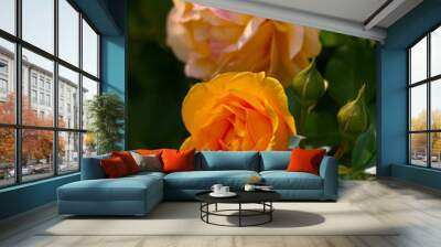 Two Yellow Roses Wall mural