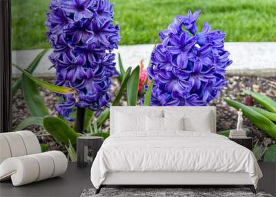 Common hyacinth Wall mural