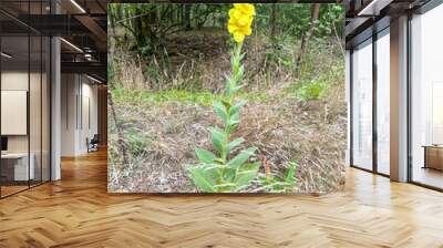 Denseflower mullein Wall mural