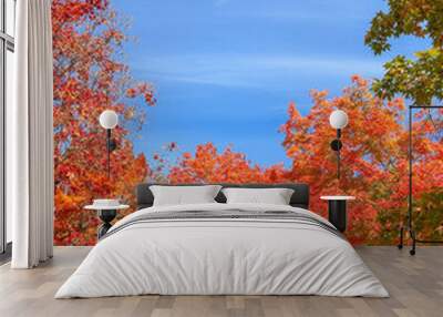 Fall colors Wall mural