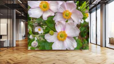 Japanese Anemone Wall mural