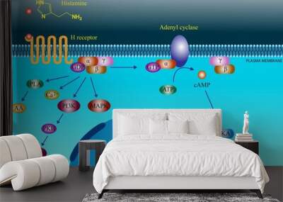 histamine molecular pathways Wall mural