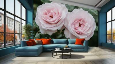 Close up of two pink roses with water droplets on them - Nature Wall mural