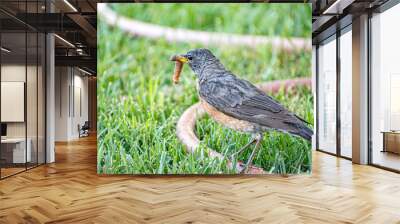 American Robin with worm in Beak Wall mural