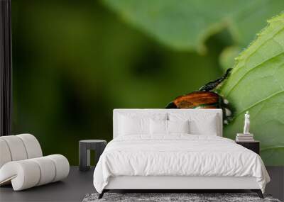 A Japanese Beetle Rests on Green Leaf Wall mural