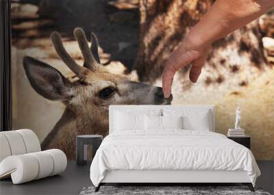 Deer and Man Wall mural