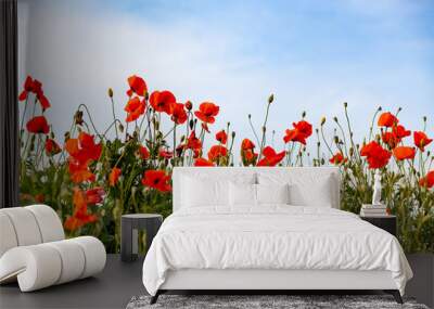 beautiful poppy field- Armistice or Remembrance day background Wall mural