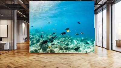 corals and tropical fish underwater sea life Wall mural