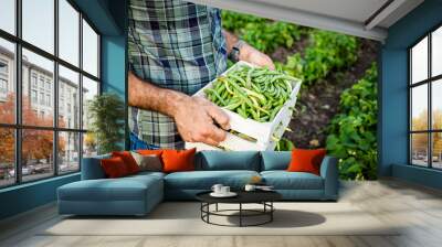 farmer harvesting green beans in garden organic farming concept Wall mural