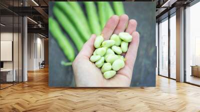 freshly picked green ripe fava beans Wall mural