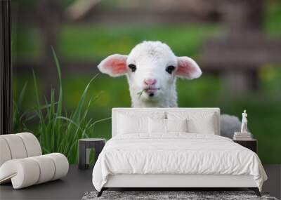 portrait of cute little lamb grazing in green spring meadow Wall mural