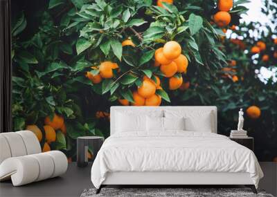 ripe oranges on orange trees Wall mural