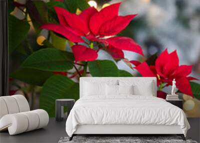 vibrant red poinsettias and Christmas lights in background Wall mural