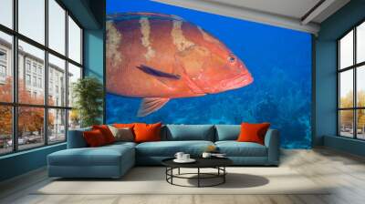 Closeup of orange grouper swimming over coral reef Wall mural