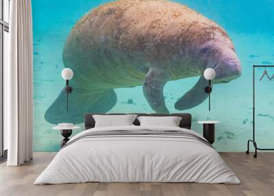 Cute fat manatee or sea cow swimming underwater through clear blue water with sand bottom in river in florida Wall mural