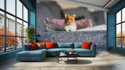 Ginger and white hamster explores living room indoors Wall mural