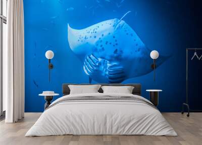 Manta Ray Diving Wall mural