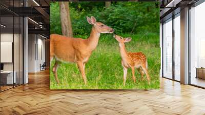 Mother and baby deer - fawn and doe - together in the forest Wall mural