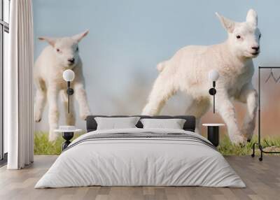 Newborn lambs play with each other in the meadow Wall mural