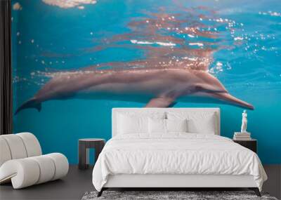 Swimming Dolphin Wall mural